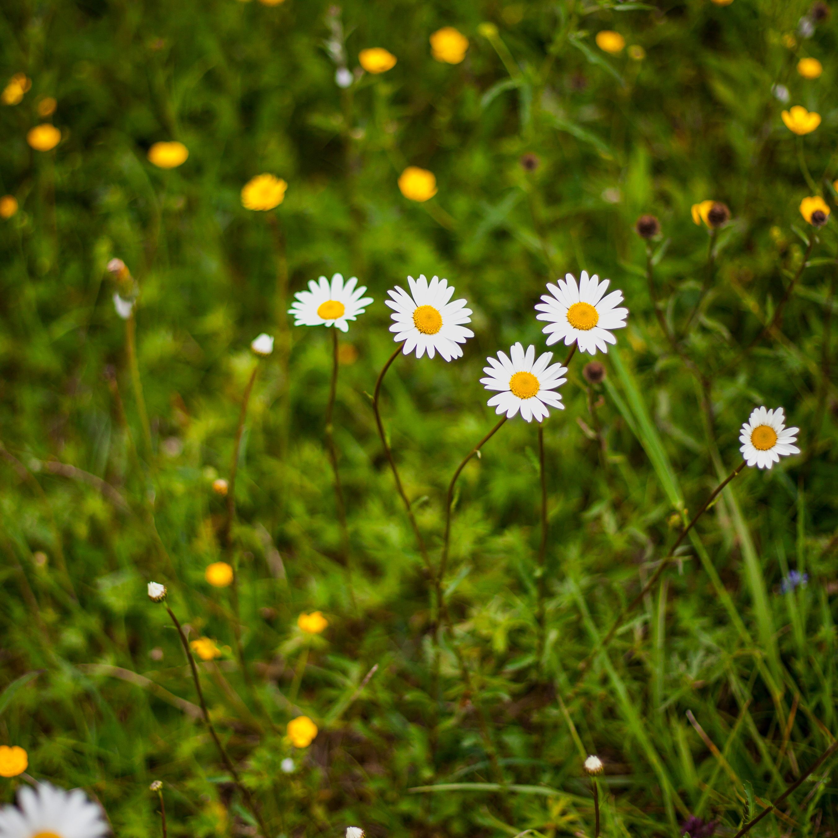 Image du Sentier Magique - Association BONHEUR Sentier Magique